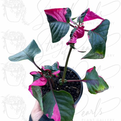 Alternanthera ficoidea 'Partytime' - 4” Nursery Pot