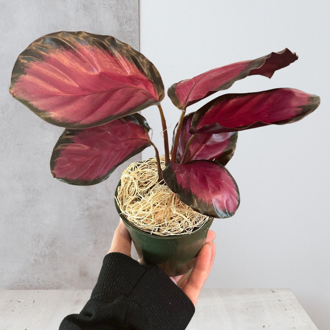 Calathea 'Purple Rose'