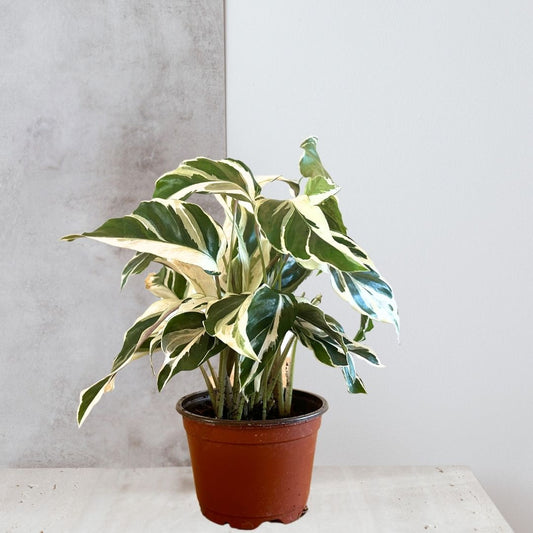 Calathea 'White Fusion'