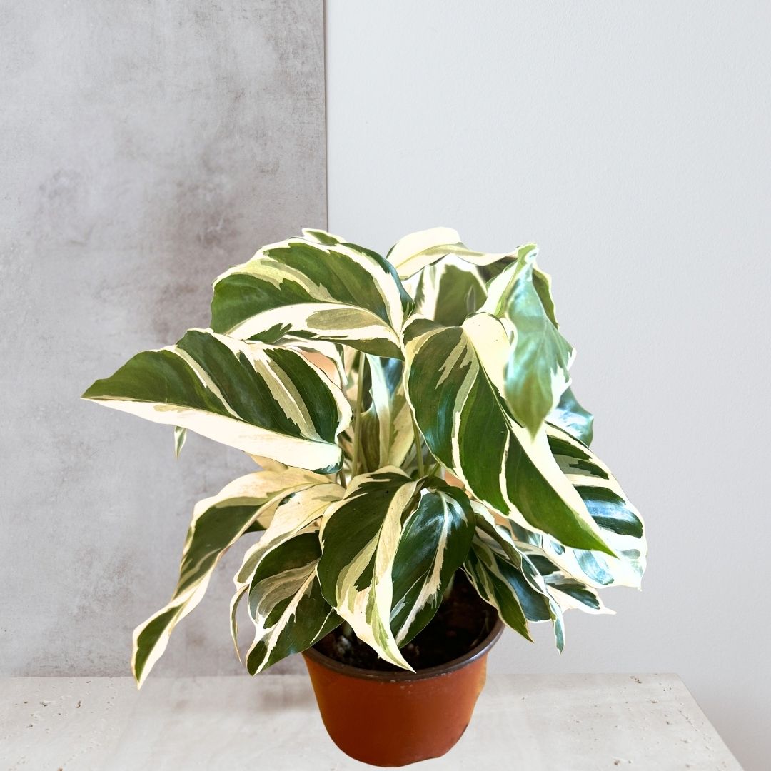 Calathea 'White Fusion'