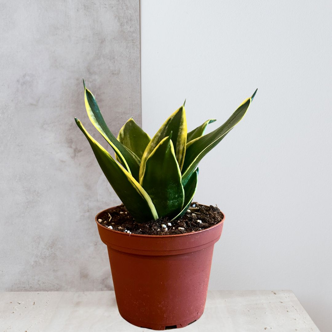 Snake Plant Black Gold