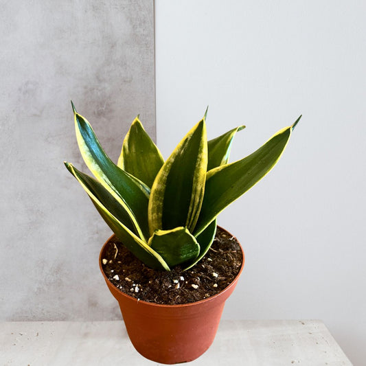 Snake Plant Black Gold