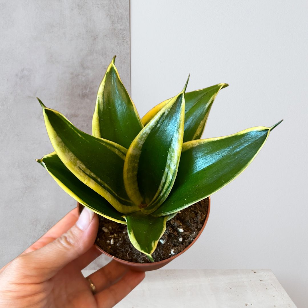 Snake Plant Black Gold