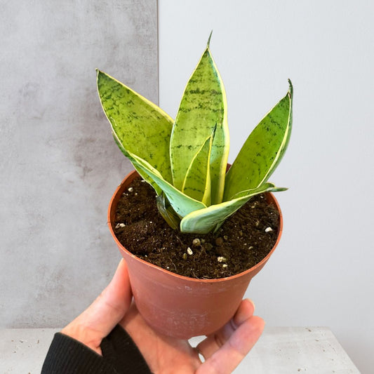 Snake Plant Starlight