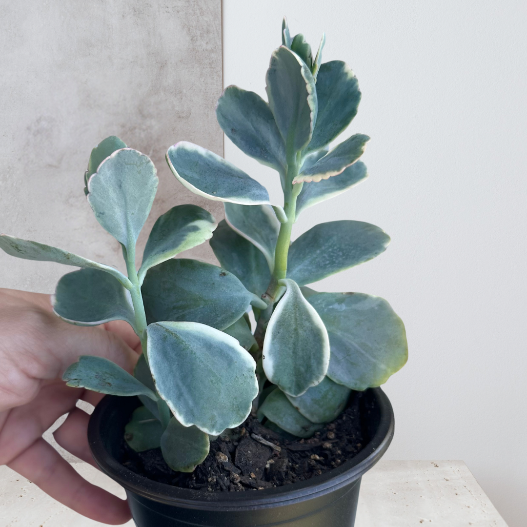 Kalanchoe Fedtshenkoi 4” Nursery Pot