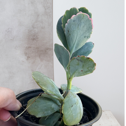 Kalanchoe Fedtshenkoi 4” Nursery Pot