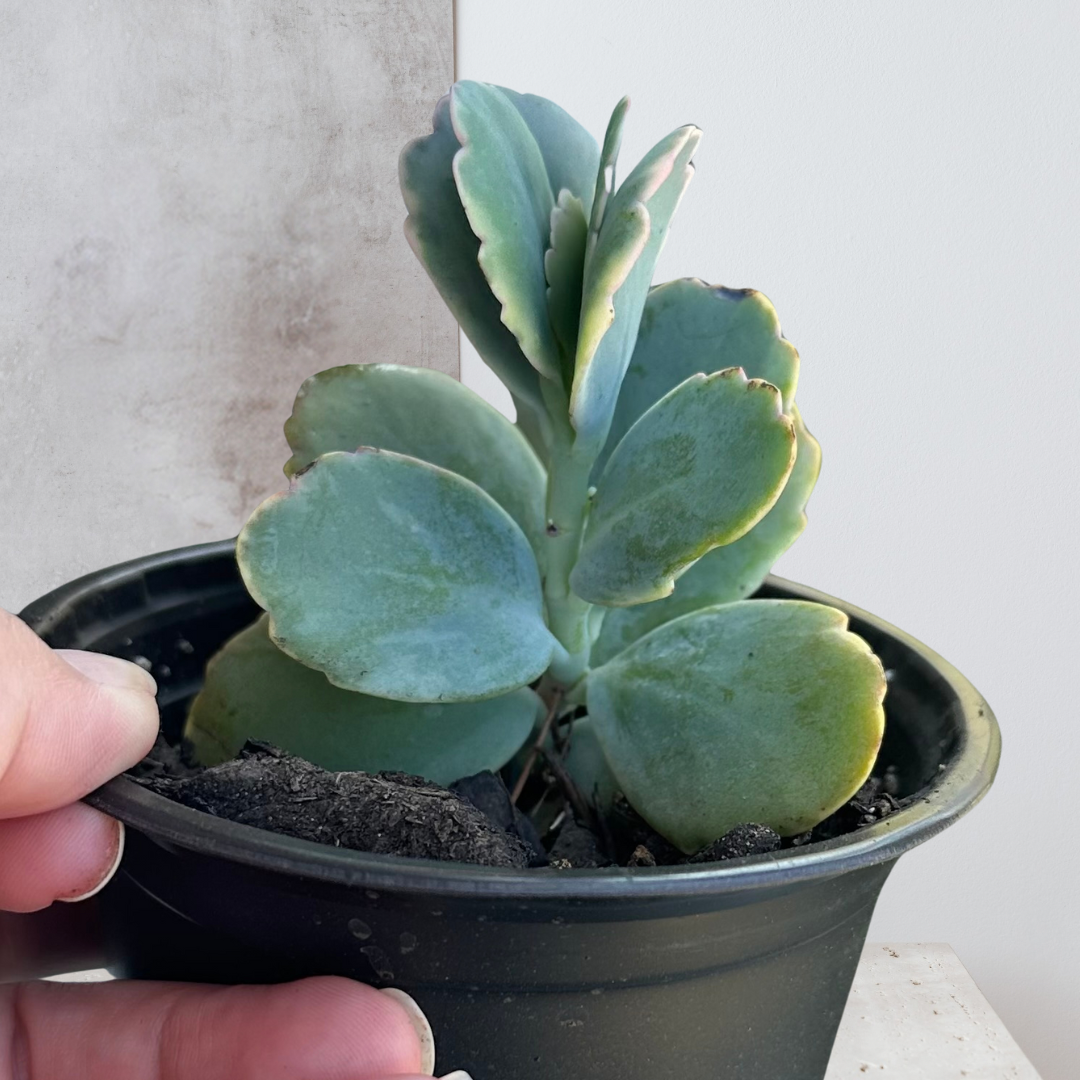 Kalanchoe Fedtshenkoi 4” Nursery Pot