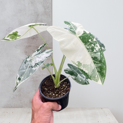 Alocasia Micholitziana 'Frydek' Variegated