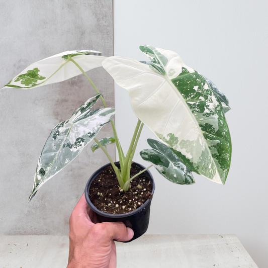 Alocasia Micholitziana 'Frydek' Variegated - 4" Pot