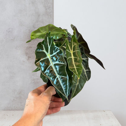 Alocasia Polly 'African Mask'