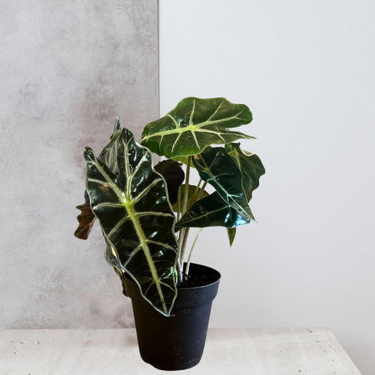 Alocasia Polly 'African Mask'