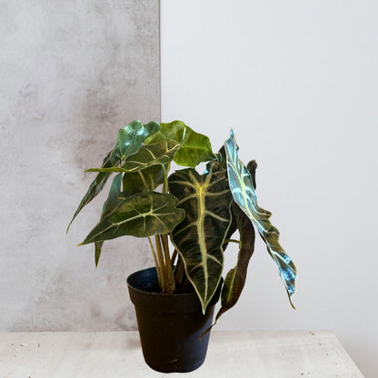 Alocasia Polly 'African Mask'