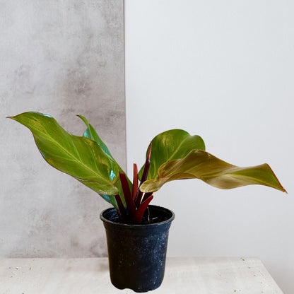 Philodendron 'Sun Red'