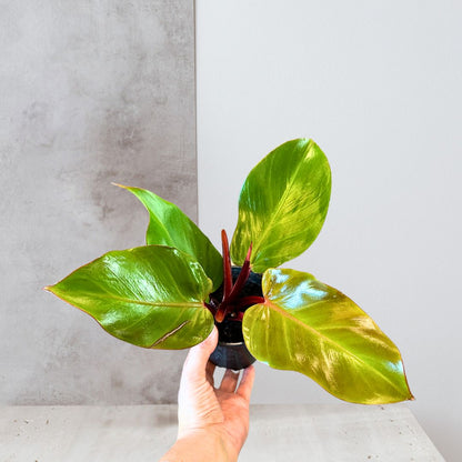 Philodendron 'Sun Red'