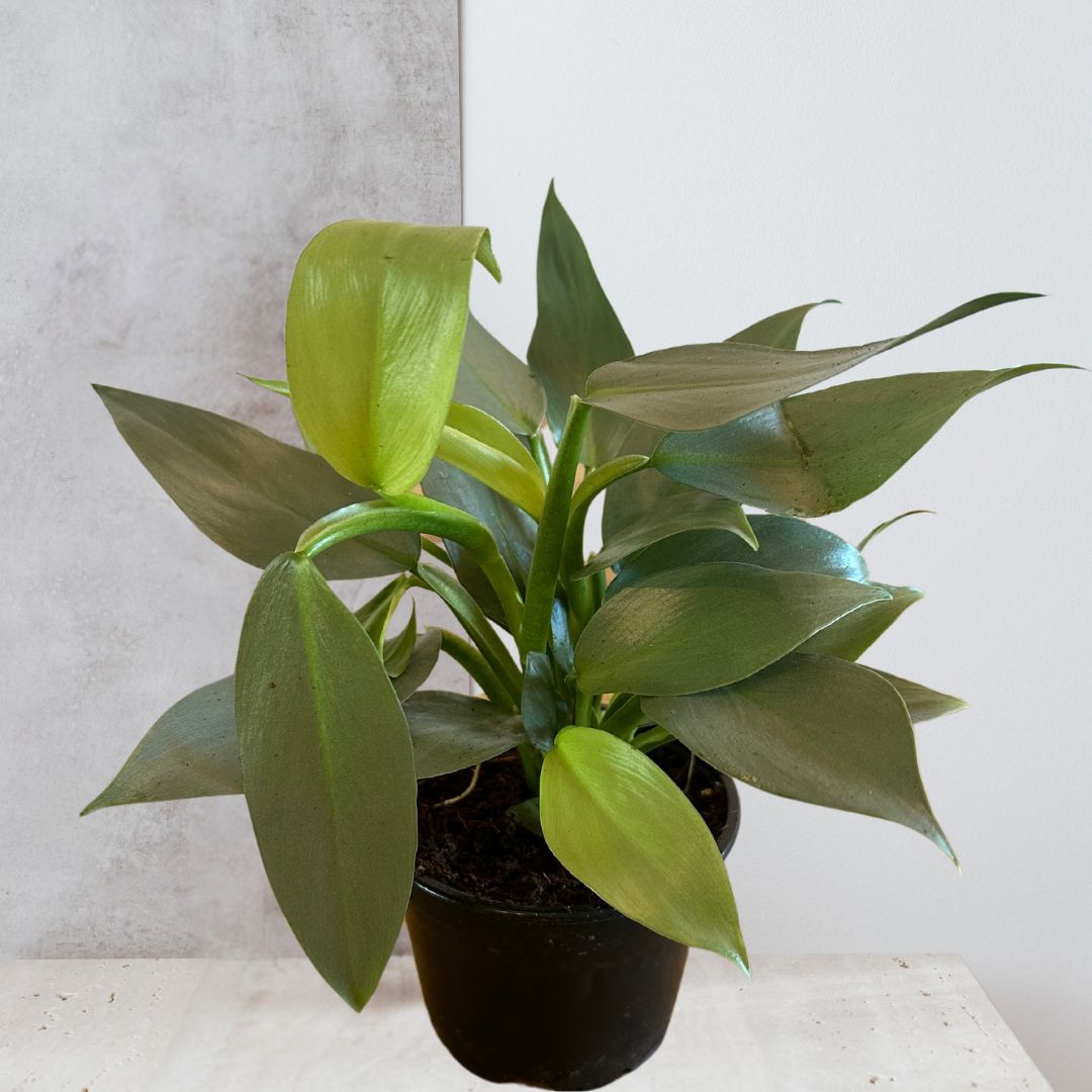 Philodendron 'Silver Sword'