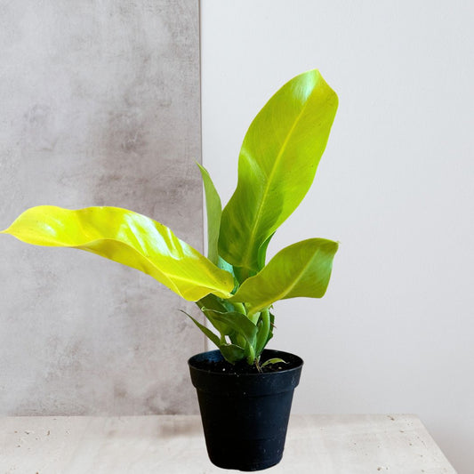 Philodendron 'Moonlight'