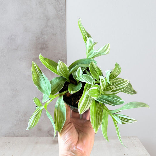 Tradescantia ‘Pistachio’