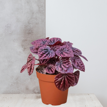 Peperomia 'Ripple Red'