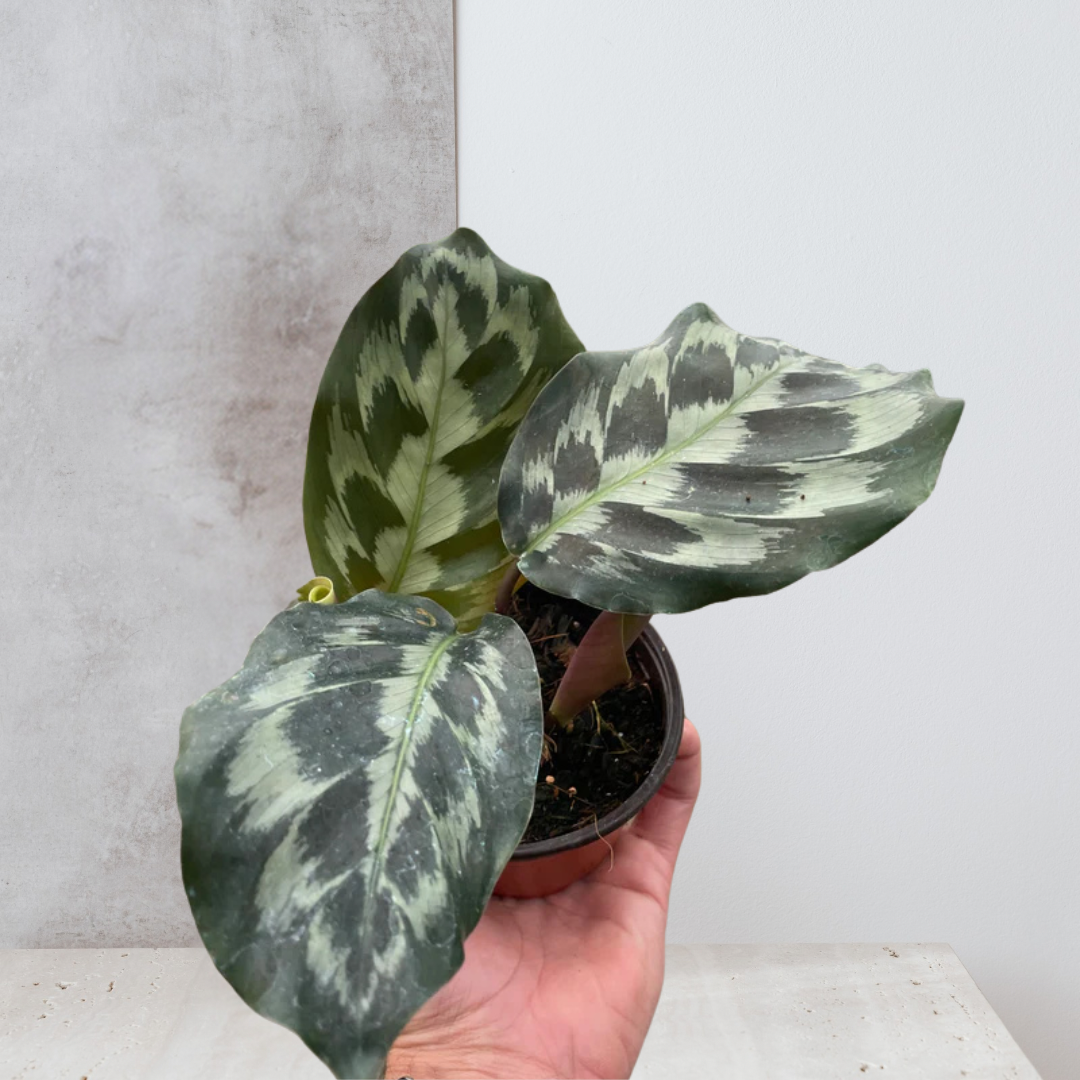 Calathea 'Kennedy'