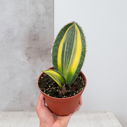 Variegated Shark Fin Snake Plant - 6" Nursery Pot