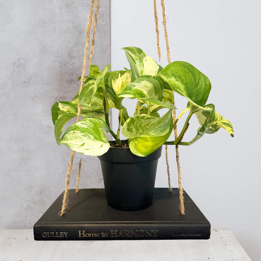 Hanging Book Plant Holder