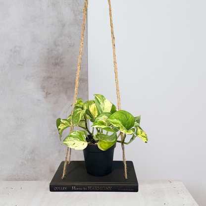 Hanging Book Plant Holder