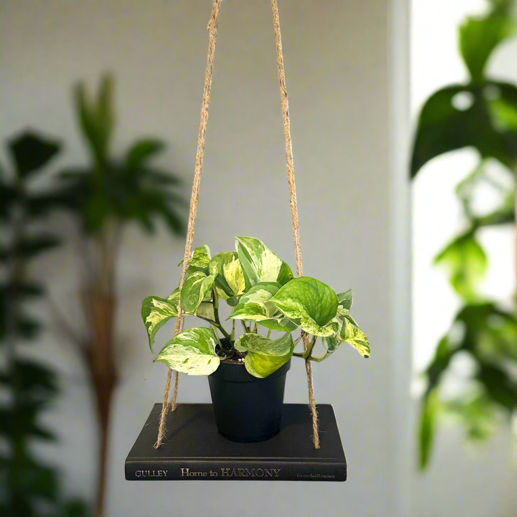 Hanging Book Plant Holder