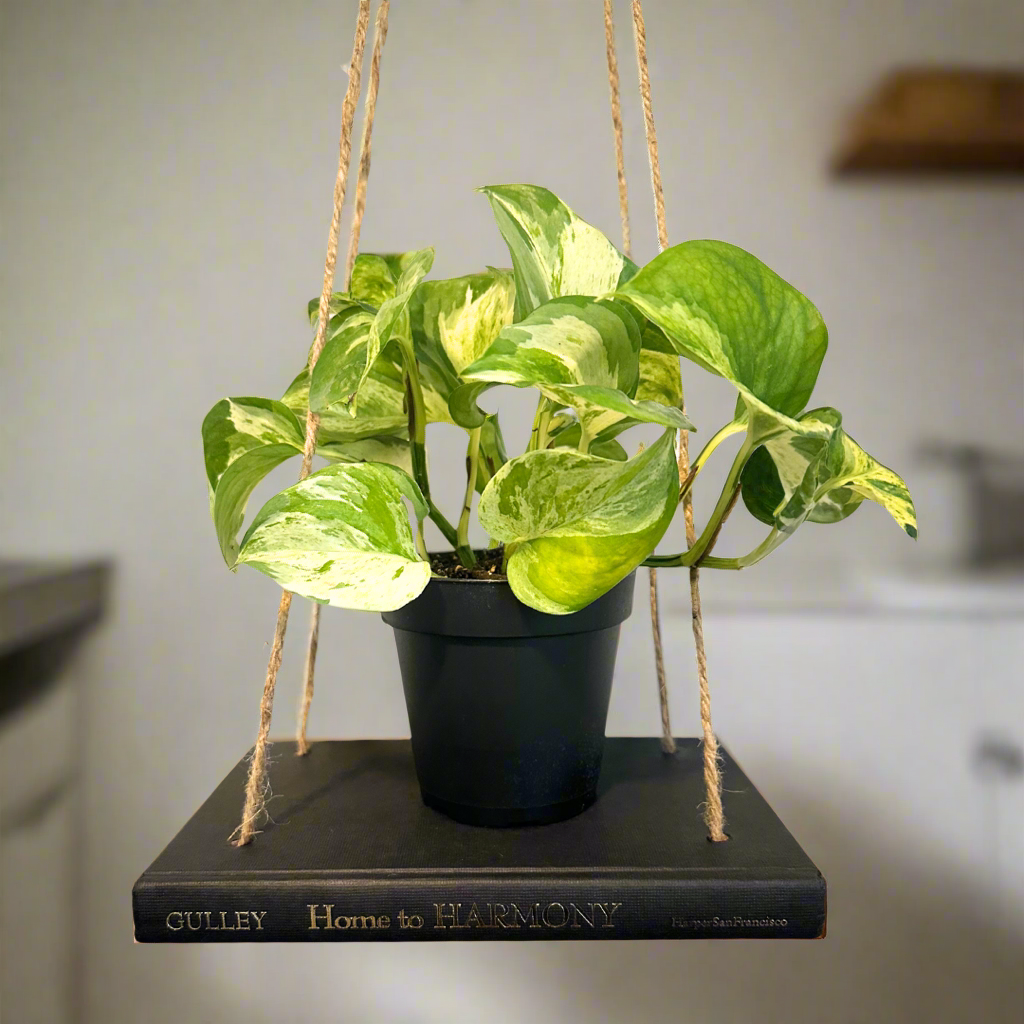 Hanging Book Plant Holder