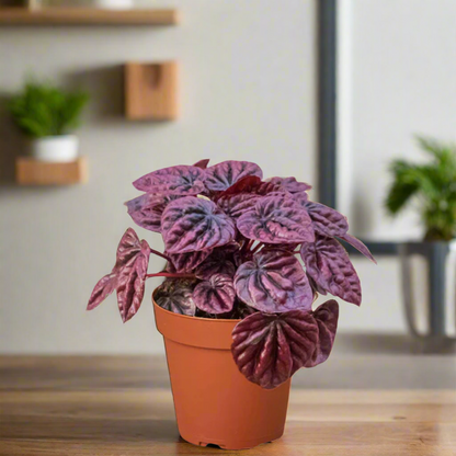 Peperomia 'Ripple Red'