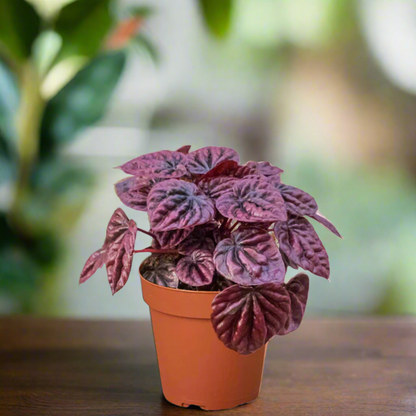 Peperomia 'Ripple Red'