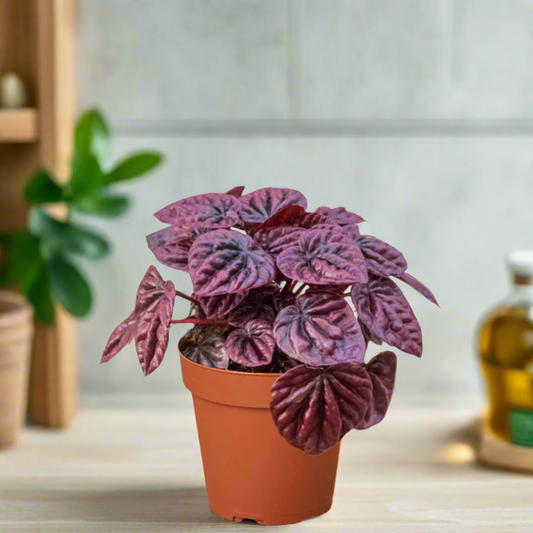 Peperomia 'Ripple Red'