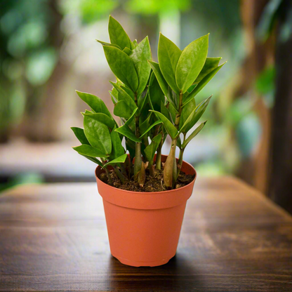 Zamioculcas Zamiifolia ZZ