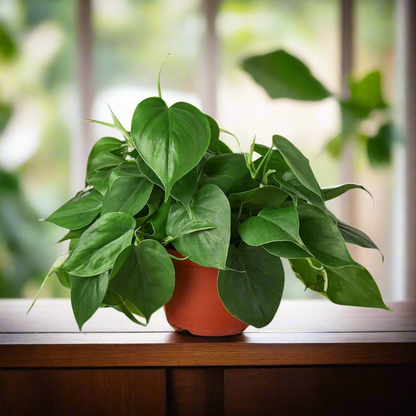 Philodendron Cordatum Heartleaf