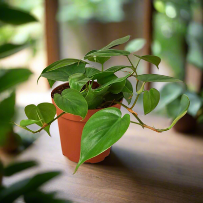 Philodendron Cordatum Heartleaf