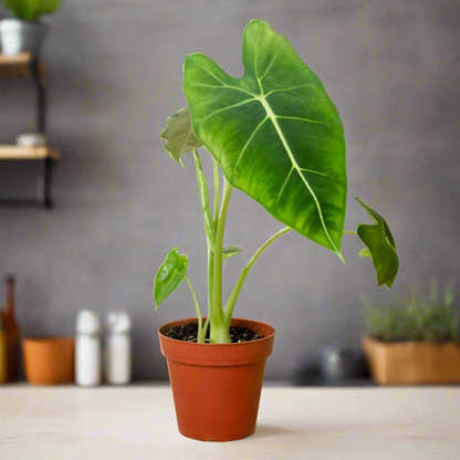 Alocasia Micholitziana 'Frydek'