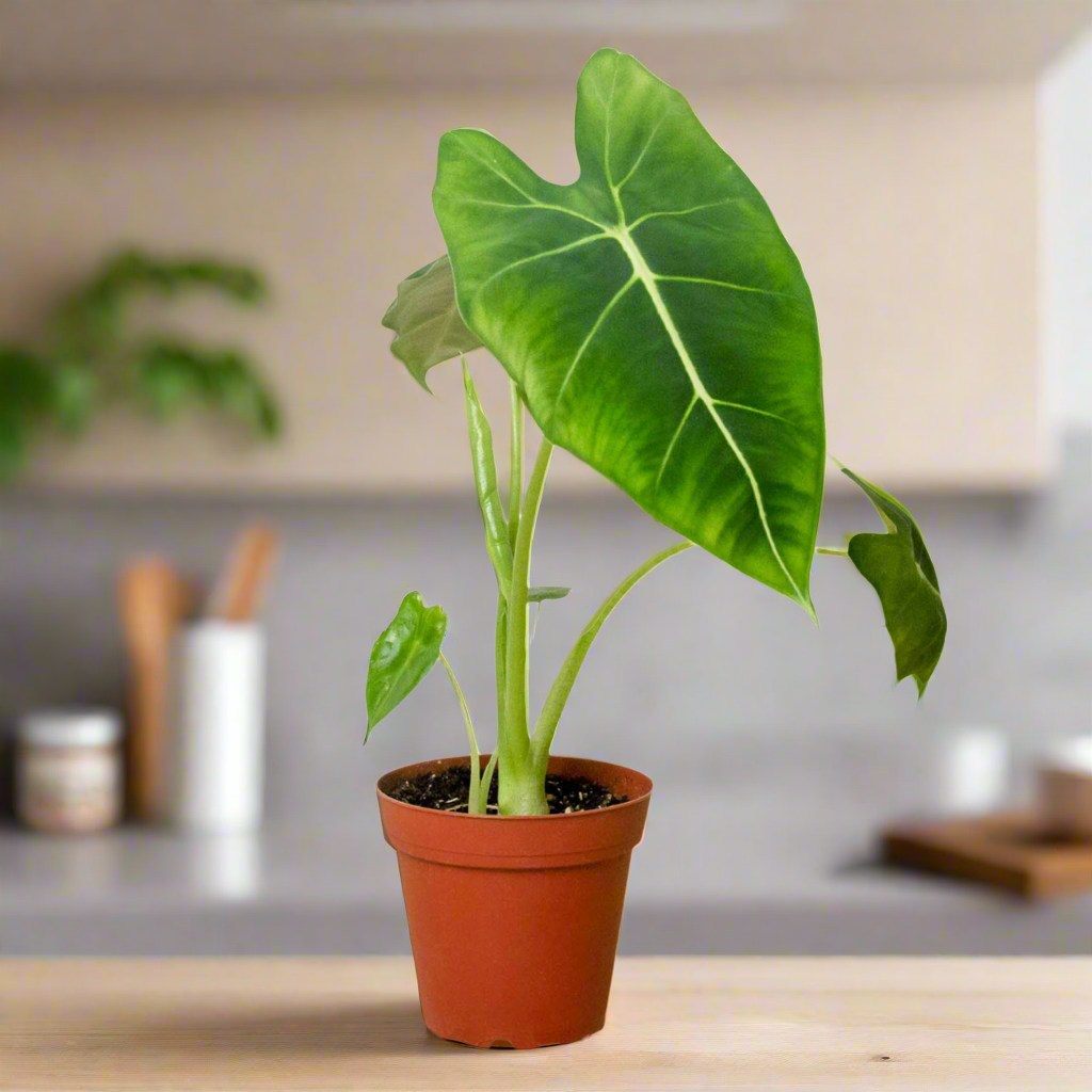 Alocasia Micholitziana 'Frydek'