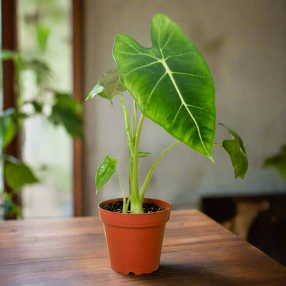 Alocasia Micholitziana 'Frydek'