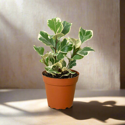 Ficus Elastica 'Triangularis' Variegated