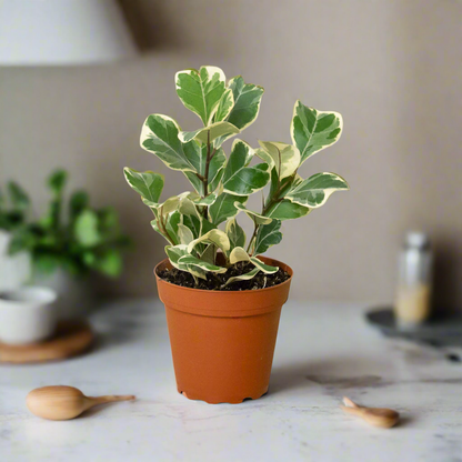 Ficus Elastica 'Triangularis' Variegated