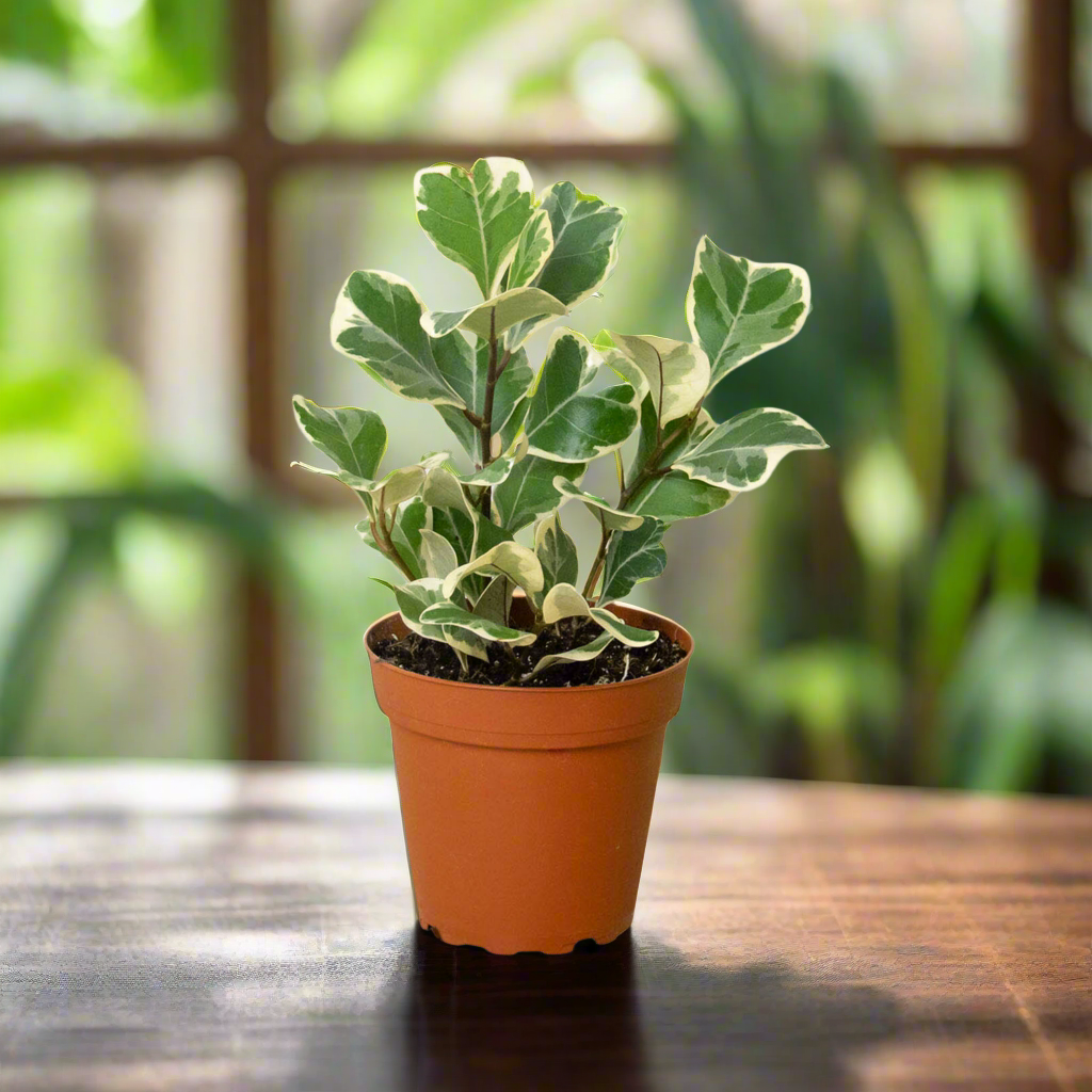 Ficus Elastica 'Triangularis' Variegated