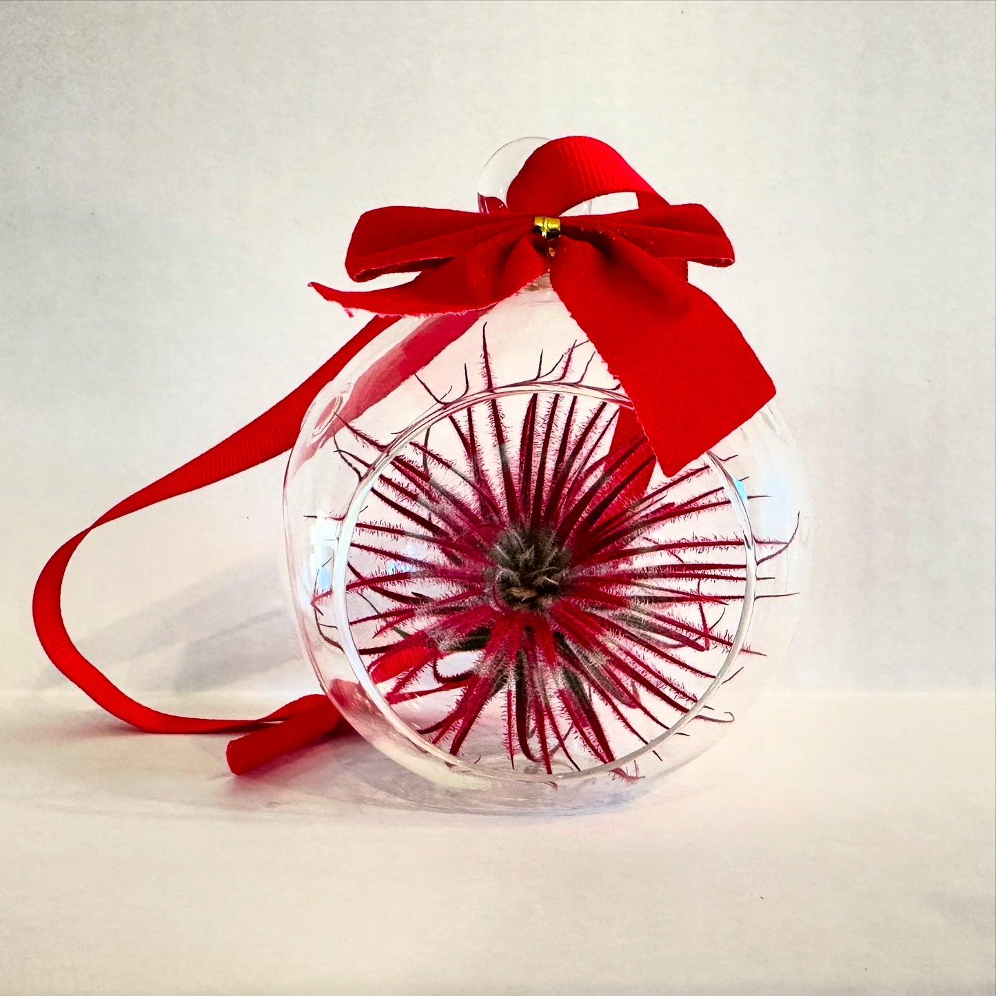 Mini Velvet Bow Ornament Globes with Red/White Air Plants