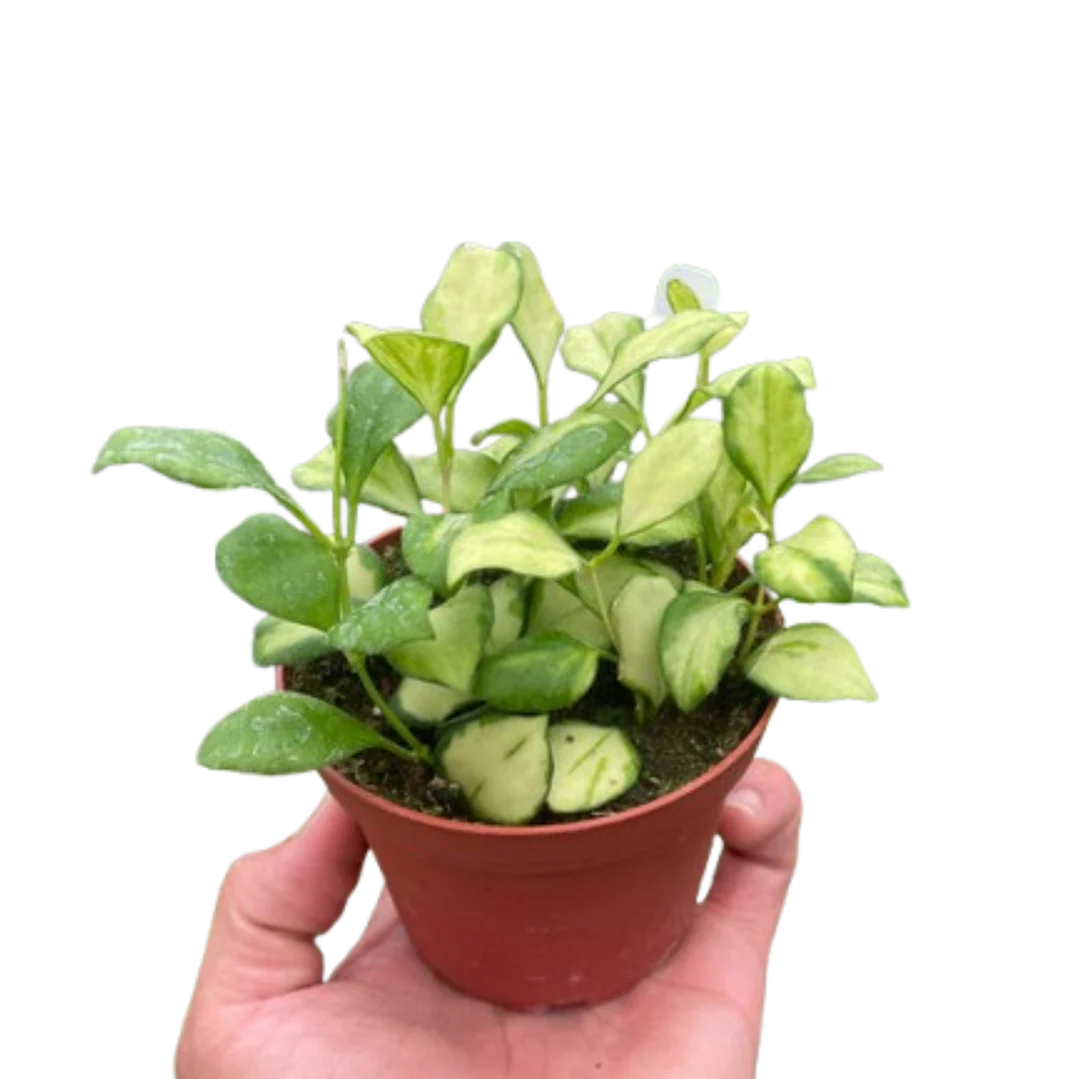 Hoya Heuschkeliana Variegated