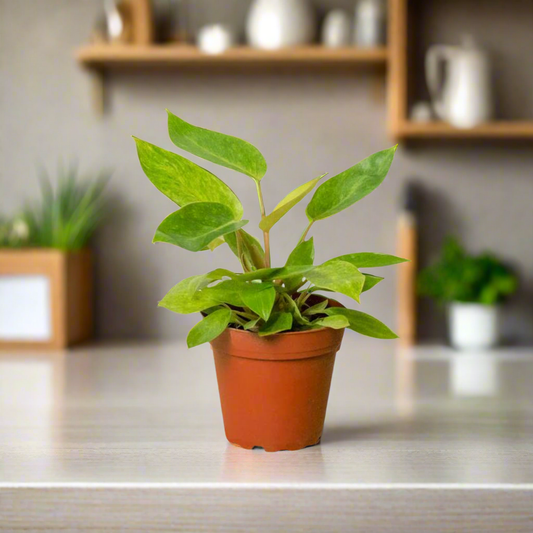 Philodendron 'Painted Lady'