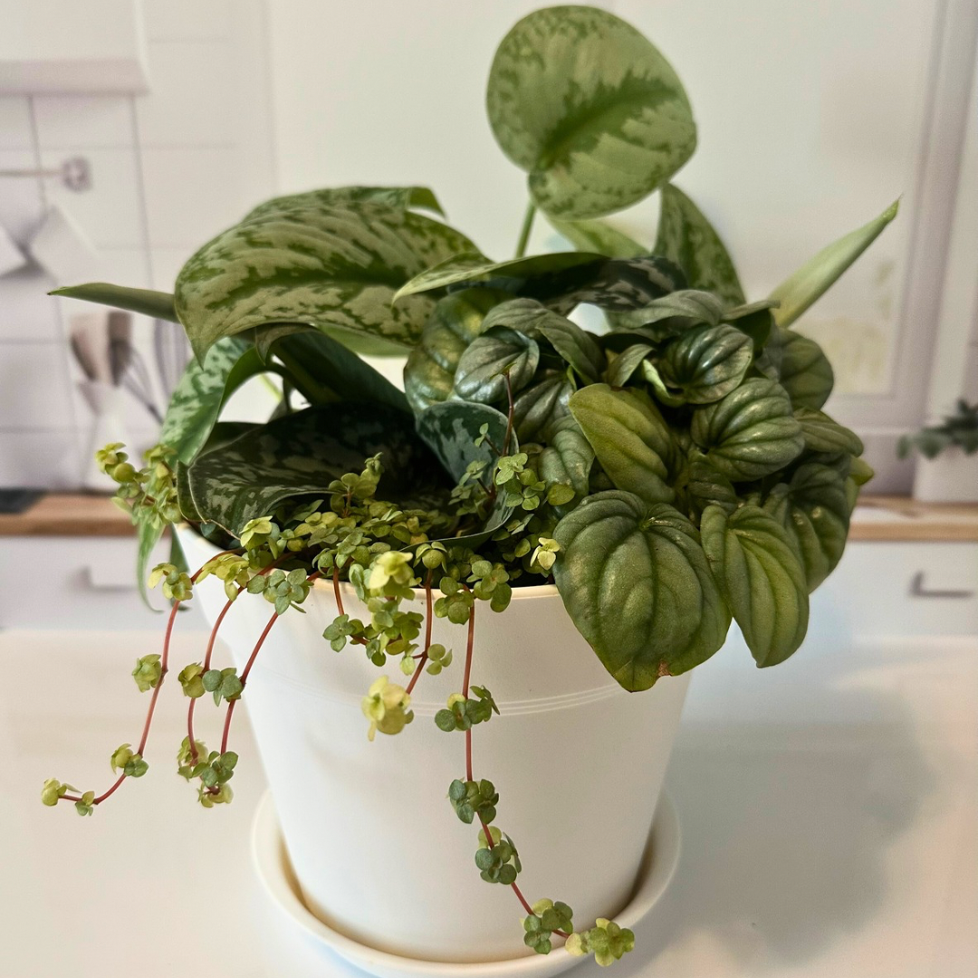 ‘Silver and Sage’ 8” Plant Arrangement