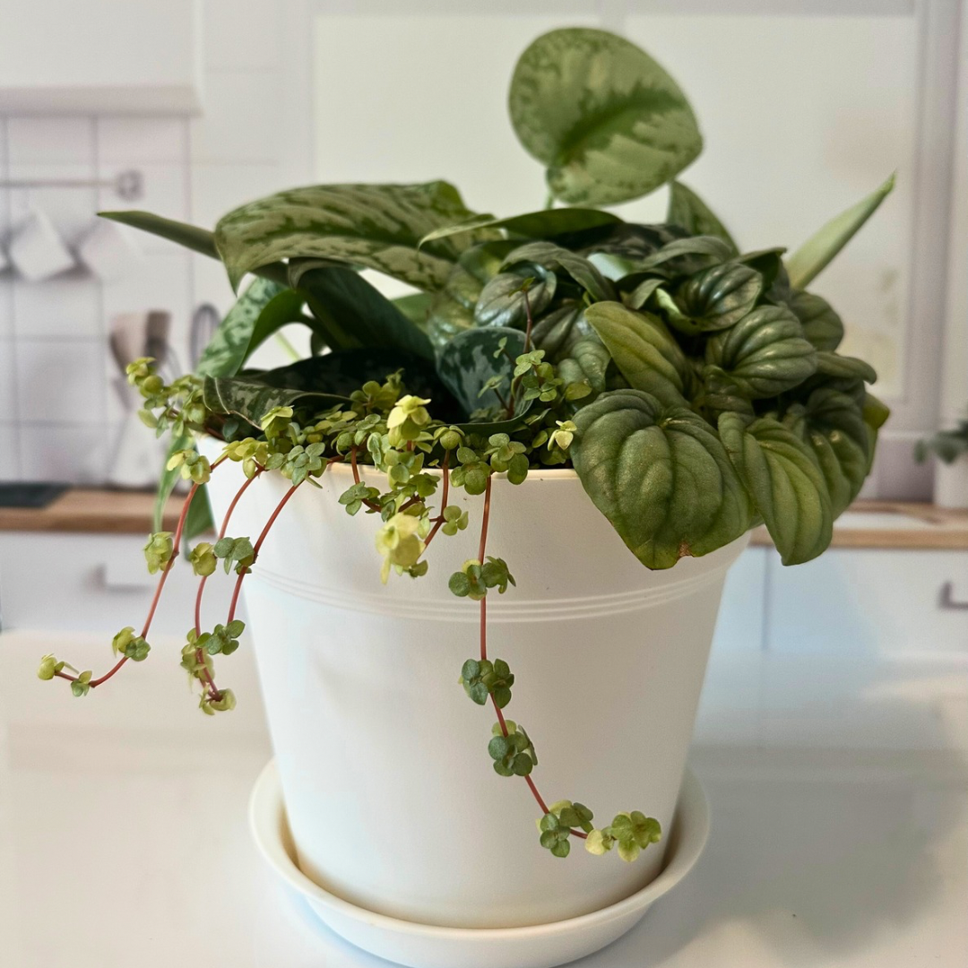 ‘Silver and Sage’ 8” Plant Arrangement