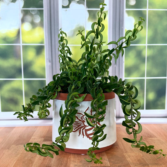 Lipstick Plant 'Curly'