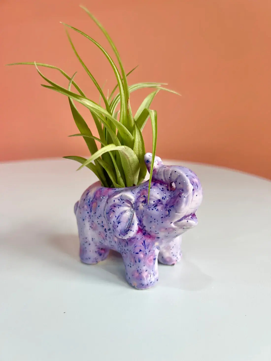 Elephant Air Plant Friend + Airplant