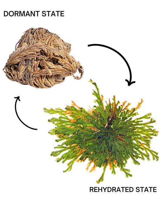 Resurrection Plant