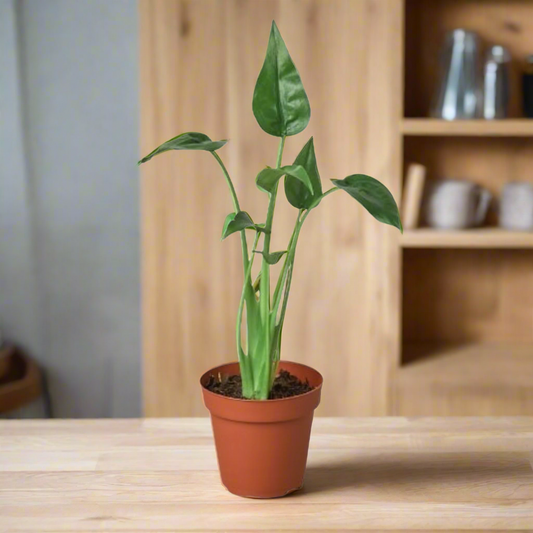 Alocasia 'Tiny Dancer'