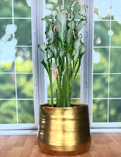 Calla Lily 'Frozen Queen' *Rare